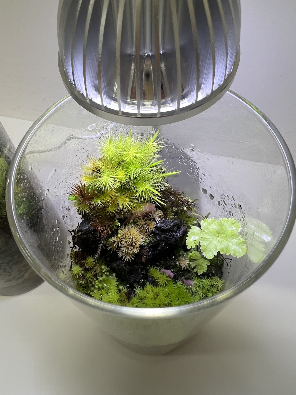 参加者苔テラリウム