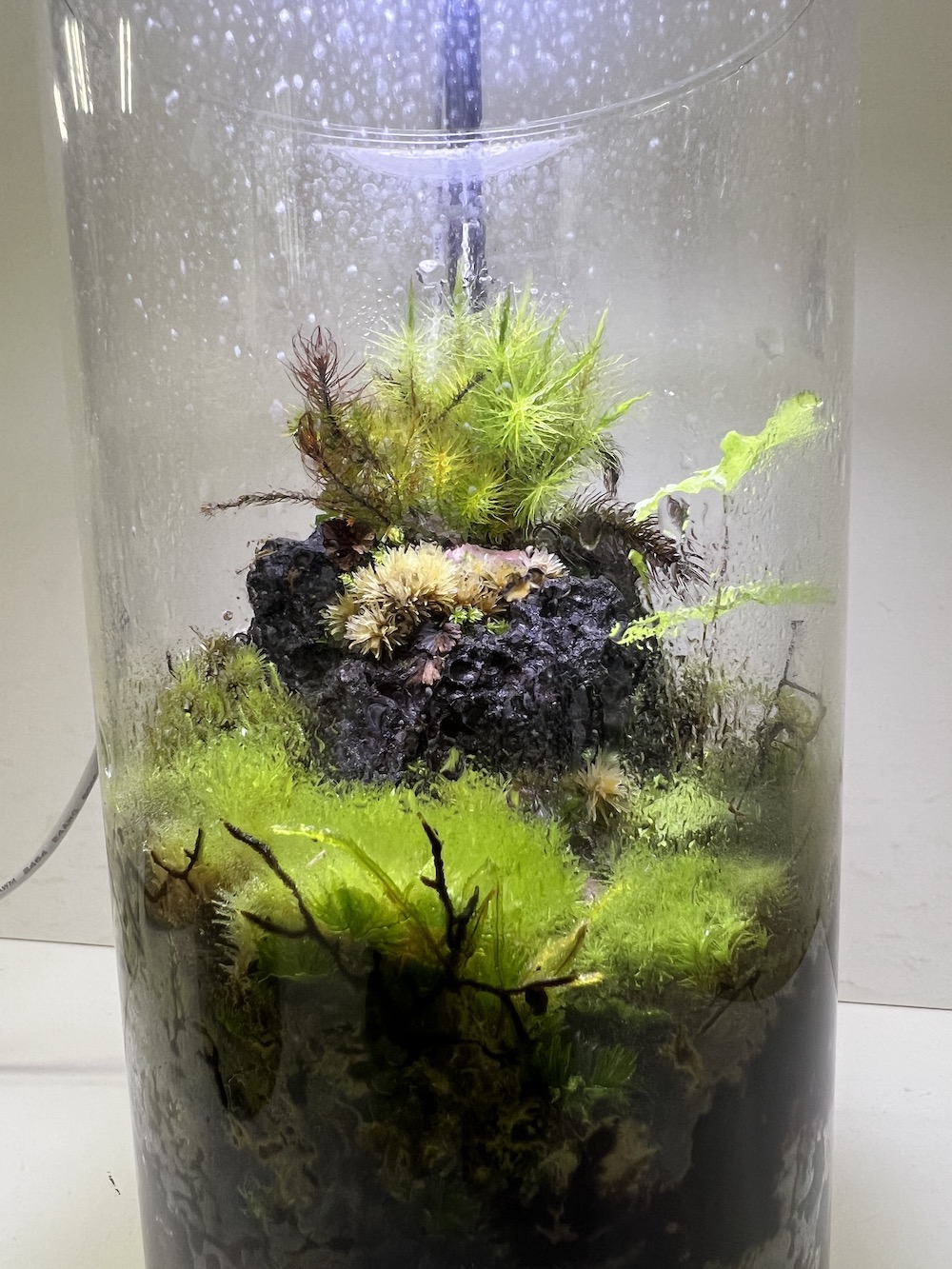 参加者苔テラリウム