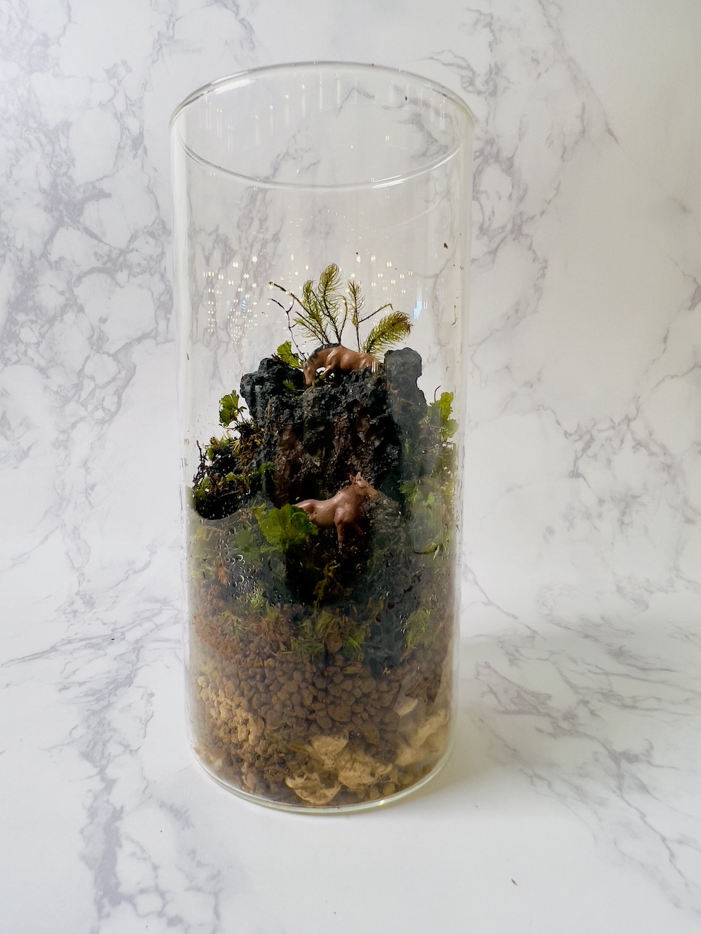 参加者苔テラリウム