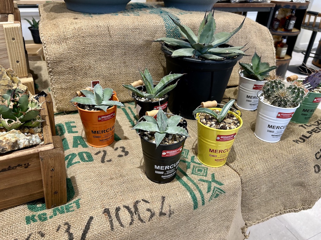 ファニチャードーム グリーンマニア M'PANTS 植物の販売会