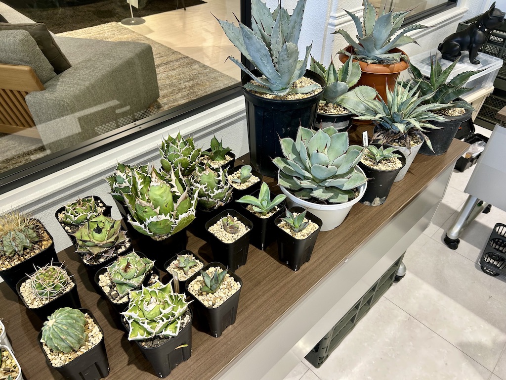 ファニチャードーム グリーンマニア M'PANTS 植物の販売会