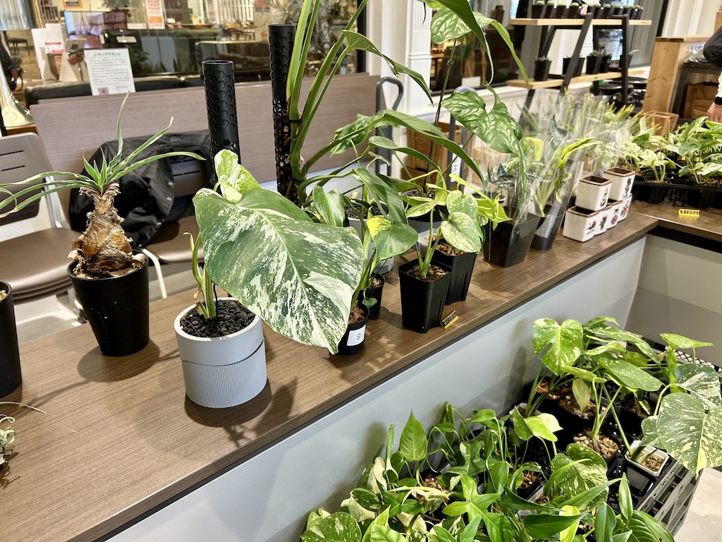 ファニチャードーム グリーンマニア M'PANTS 植物の販売会
