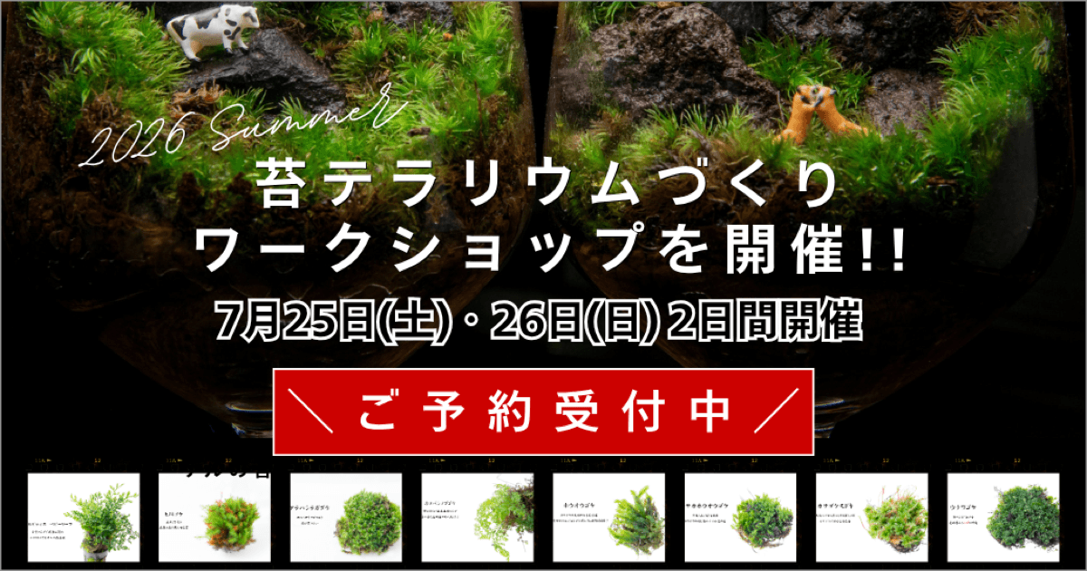 “オリジナルの癒しテラリウムを作る！” 苔テラリウムづくり体験ワークショップ 2026.7.25(土)  7.26(日)