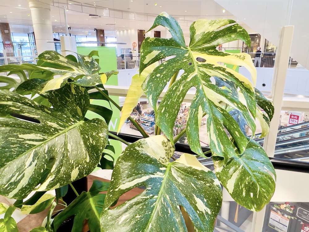 ファニチャードーム 植物の販売会