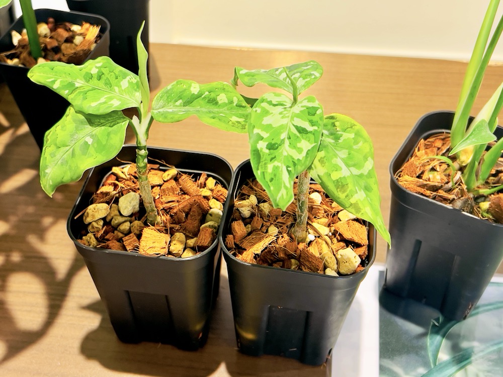 ファニチャードーム 植物の販売会 M' PLANTS