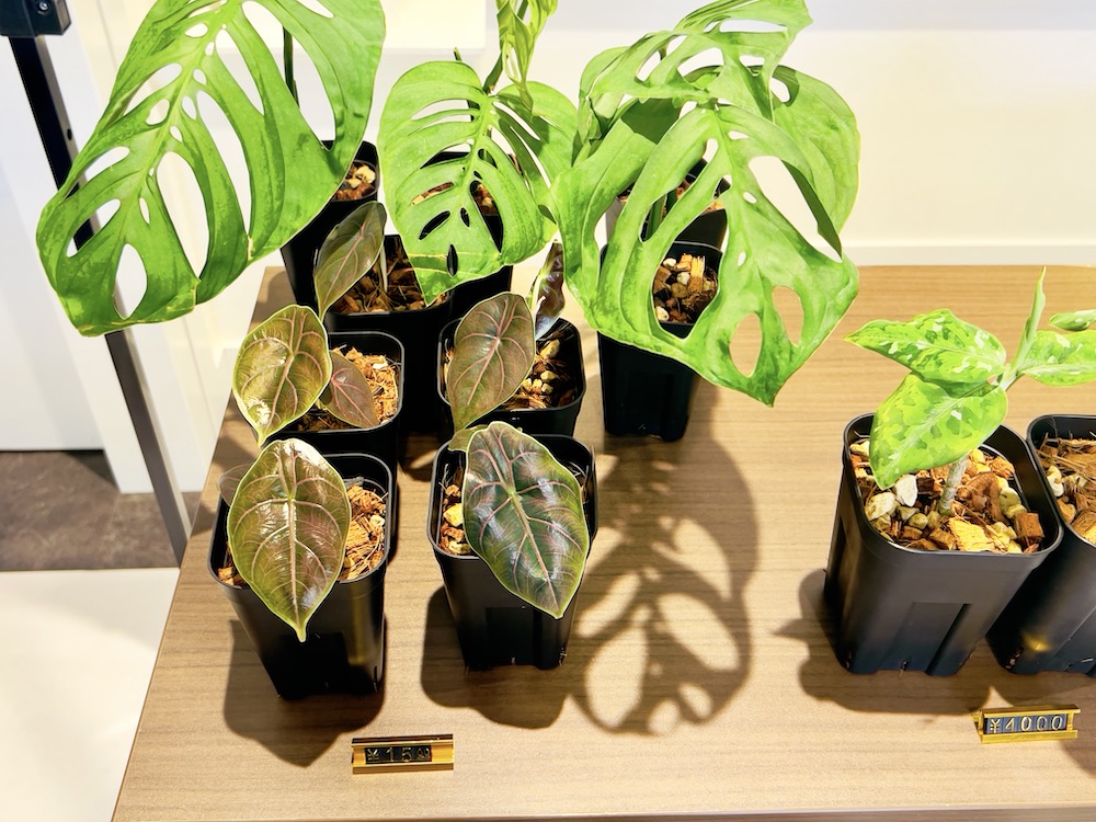 ファニチャードーム 植物の販売会 M' PLANTS