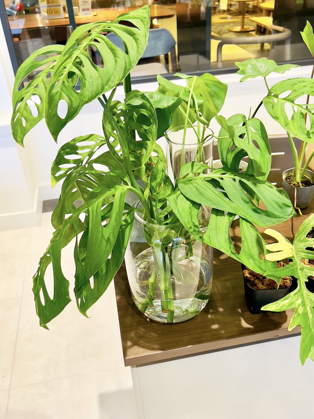 ファニチャードーム 植物の販売会 キョクトウエンゲイブ