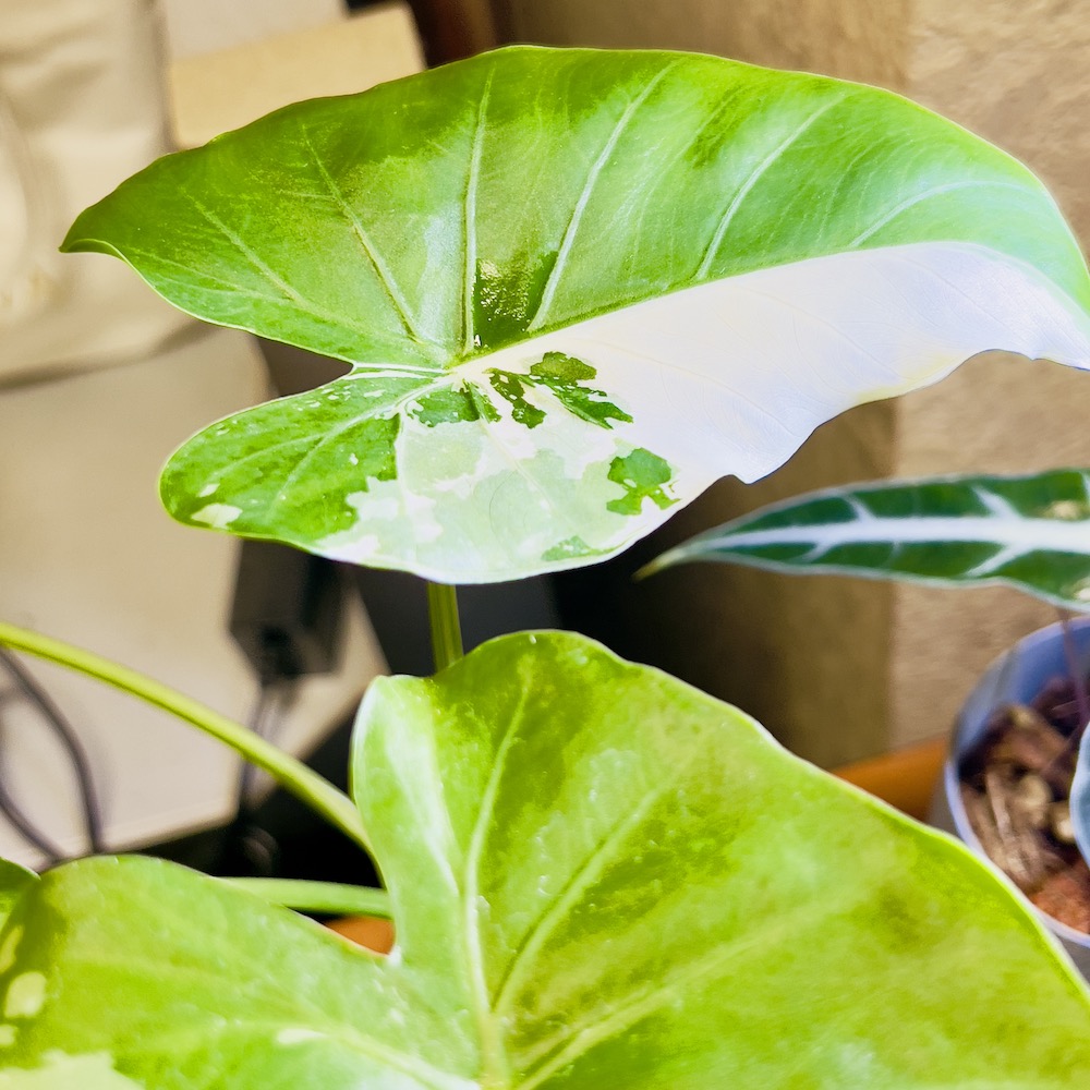 ファニチャードーム 植物の販売会 キョクトウエンゲイブ