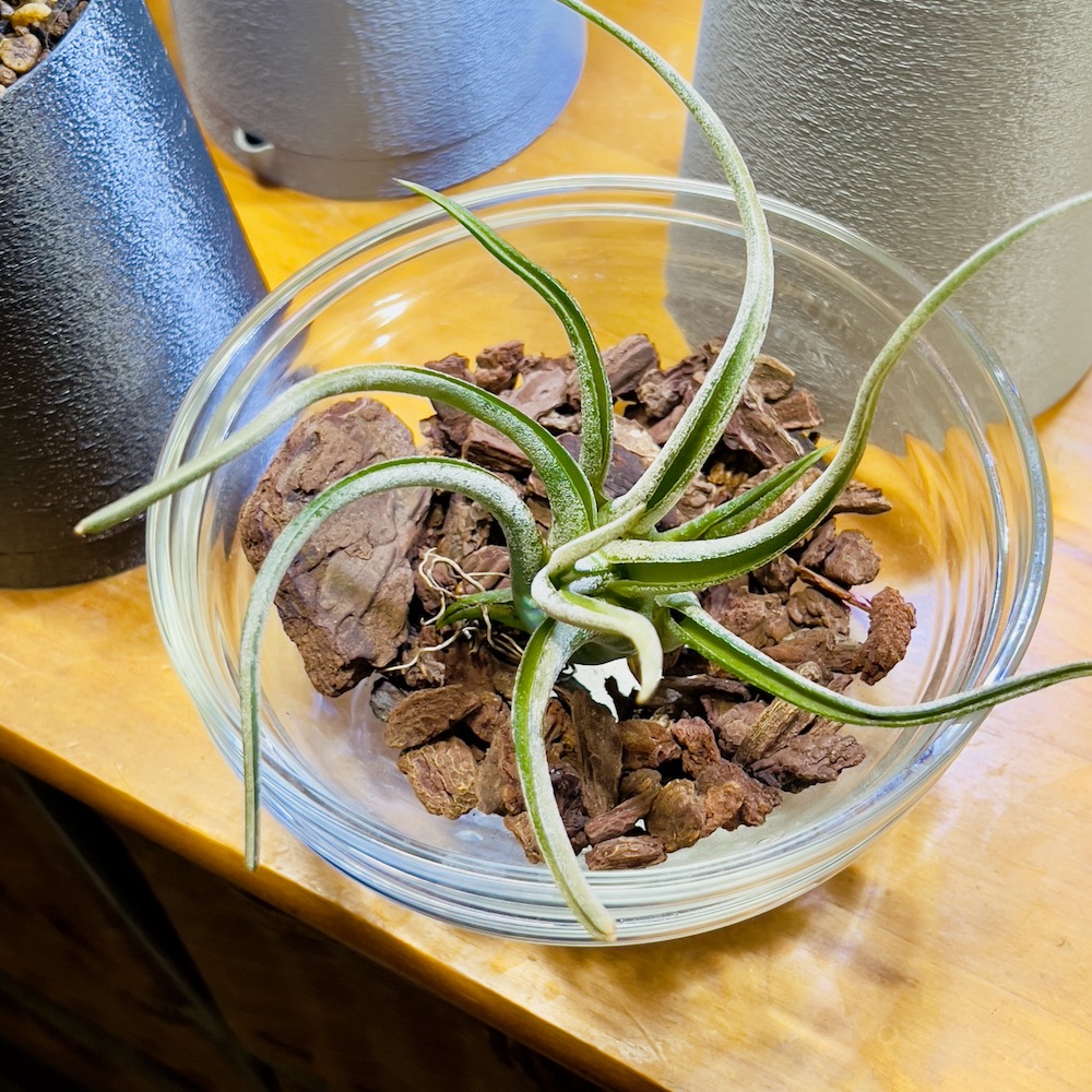 ファニチャードーム 植物の販売会 M's PLANTS