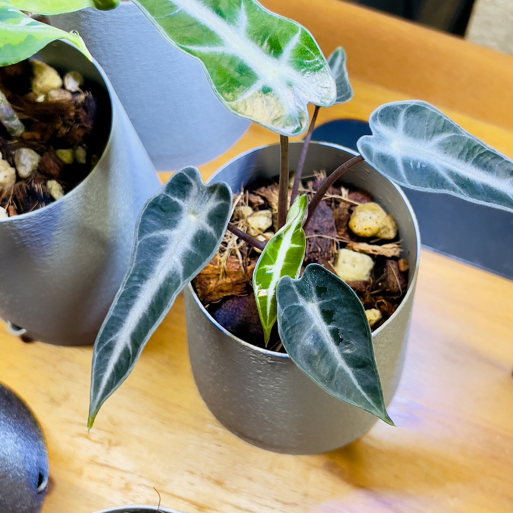 ファニチャードーム 植物の販売会 M's PLANTS