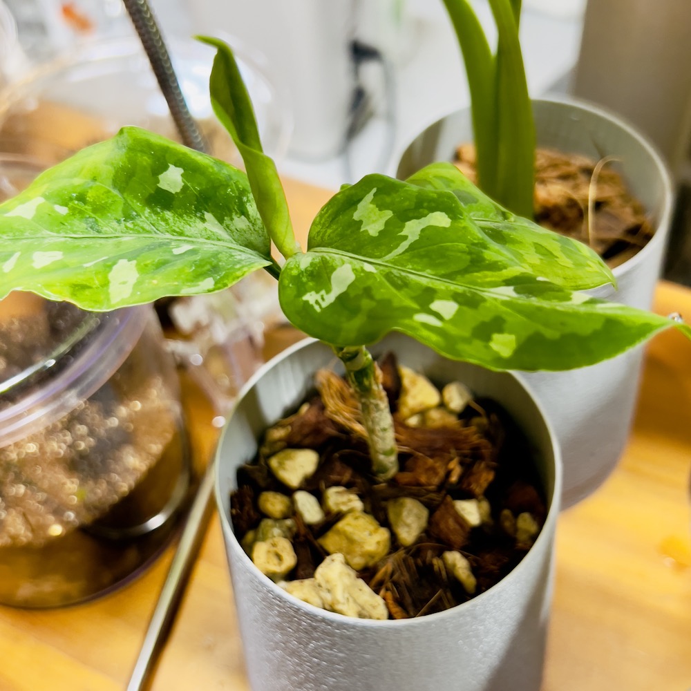 ファニチャードーム 植物の販売会 M's PLANTS